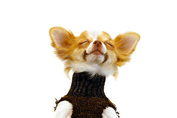 67,539 Excited Animals Stock Photos, Pictures & Royalty-Free Images - iStock | Excitement, Celebration, Surprised 67,539 Excited Animals Stock Photos, Pictures & Royalty-Free Images - iStock | Excitement, Celebration, Surprised