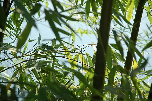 bamboo, photographed near Ascona, Lago Maggiore, Switzerland - concept of feeling safe at a hidden place, "feeling like a bird", inspiration for traditional Chinese ink-painting; bamboo as a symbol of strength/stability and elasticity/flexibility