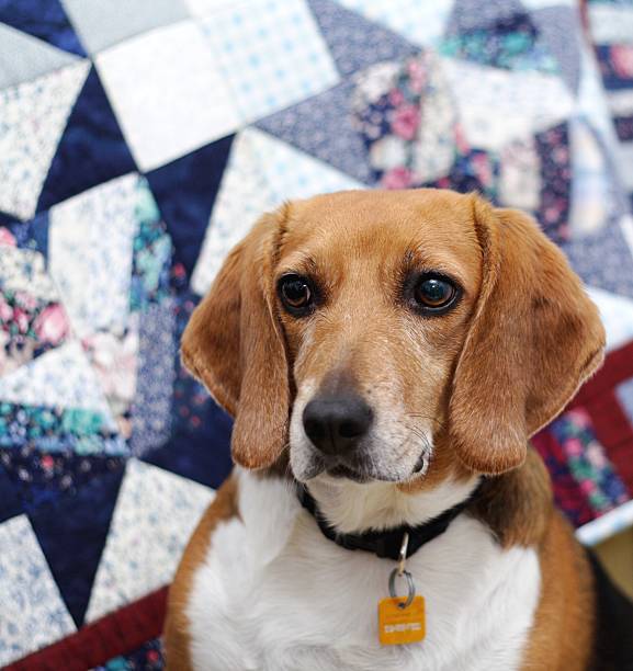 Beagle Looking Away stock photo