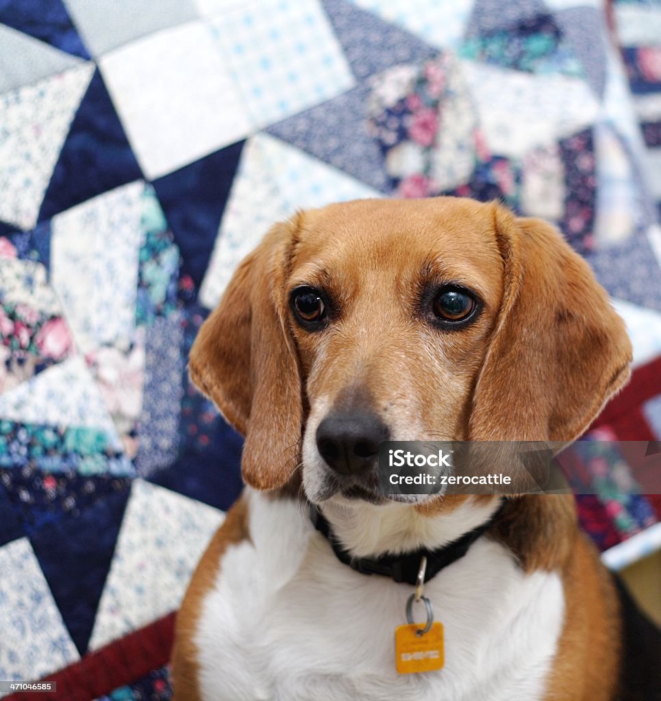 Beagle o olhar - Foto de stock de Animal royalty-free