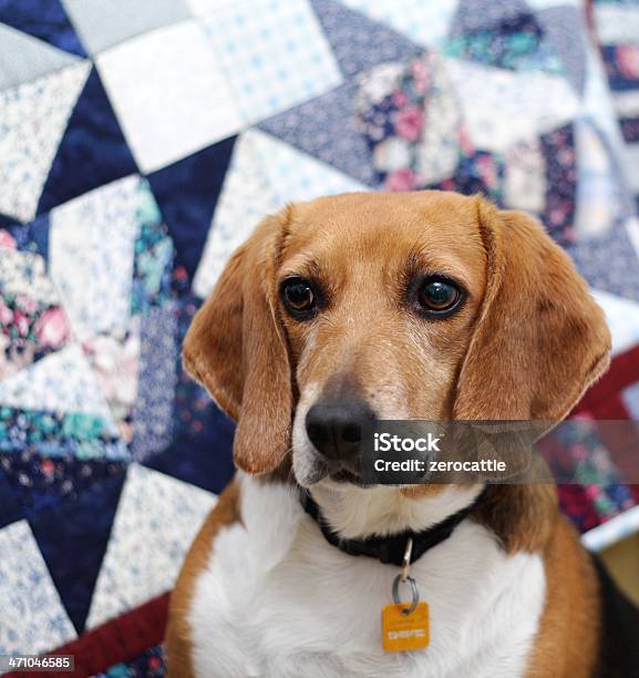 Foto de Beagle O Olhar e mais fotos de stock de Animal - Animal, Animal de estimação, Animal doméstico