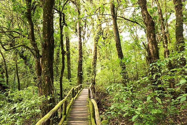 entrada el bosque de evergreen - thailand mountain chiang mai province mountain range fotografías e imágenes de stock