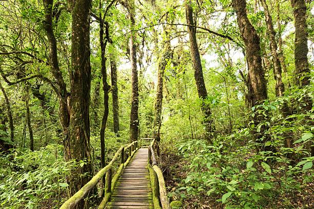 entrada da floresta de folhas perenes - thailand mountain chiang mai province mountain range imagens e fotografias de stock