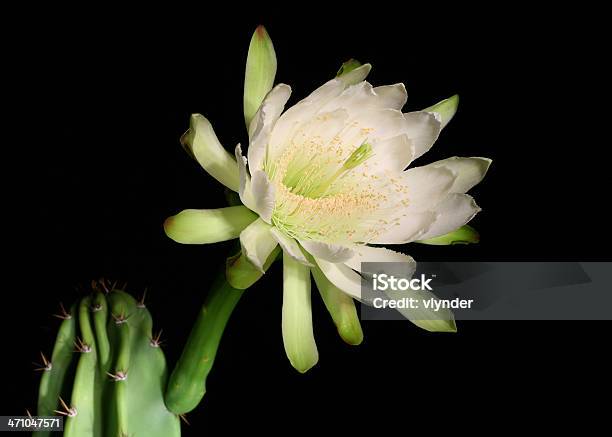 Regina Della Notte - Fotografie stock e altre immagini di Bianco - Bianco, Cactus, Cactus Saguaro