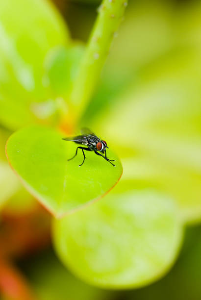 Fliegen auf green leaf – Foto