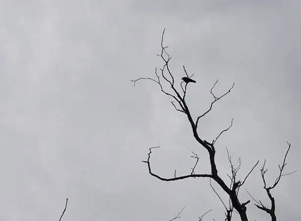 Simplistic picture of a crow on a cloudy day.