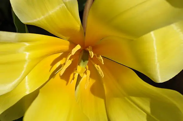 Close up of a bright yellow flower.