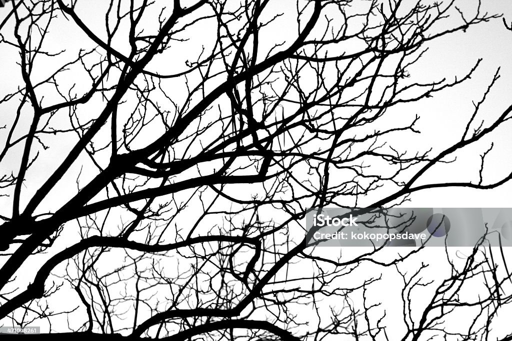 Autumn tree silhouette - Foto de stock de Color negro libre de derechos