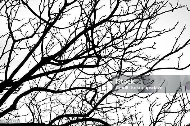 Autumn Tree Silhouette Foto de stock y más banco de imágenes de Color negro - Color negro, Contraluz, Elemento de diseño
