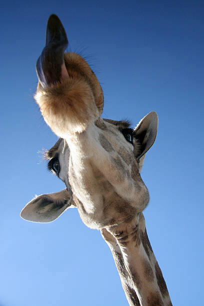 żyrafa - south african giraffe zdjęcia i obrazy z banku zdjęć