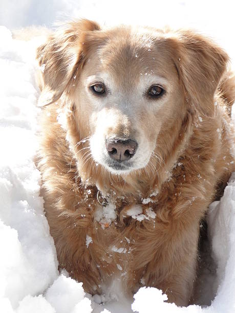 istock Golden labrador retriever in snow 471048712