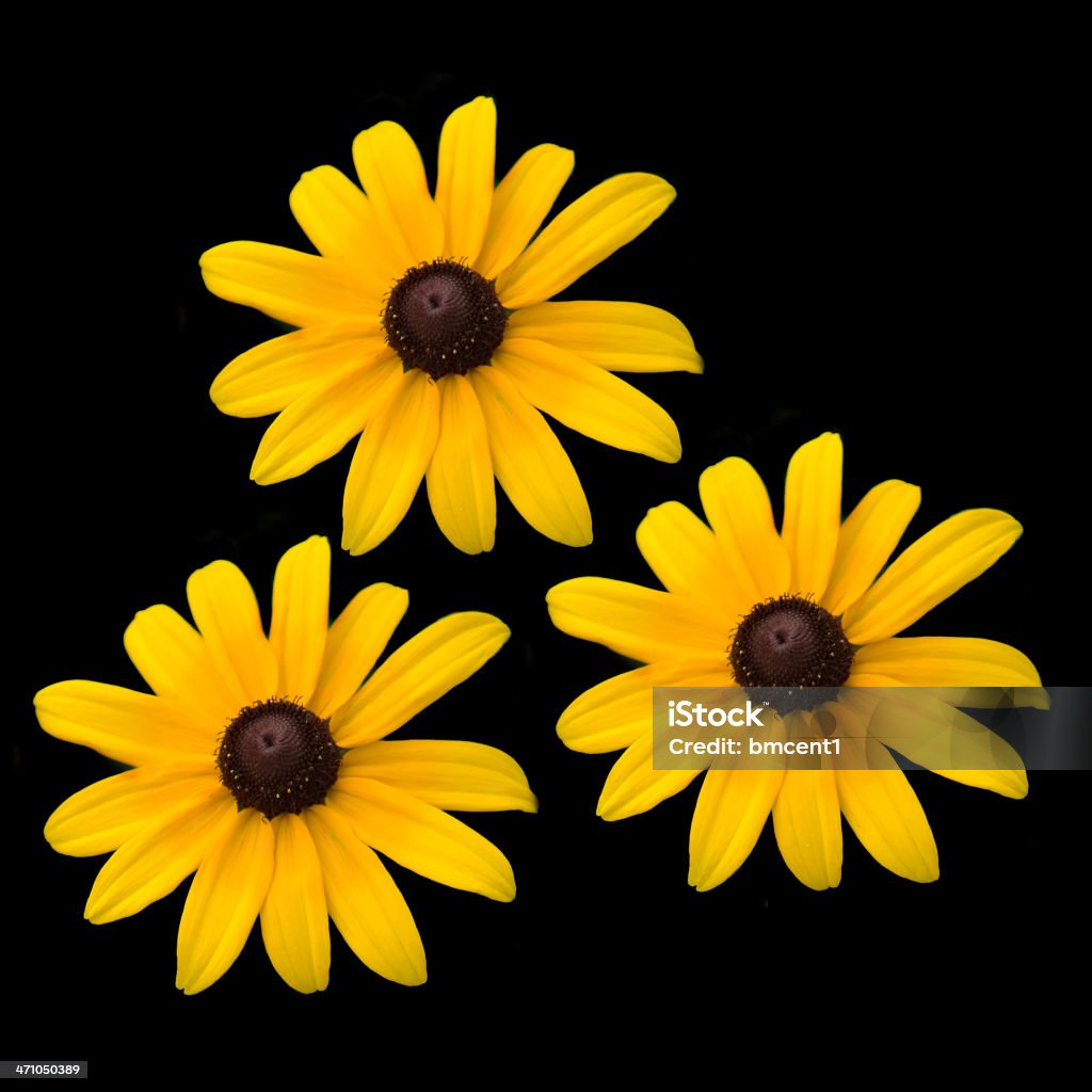 Trois Black Eyed Susans (isolé - Photo de Carré - Composition libre de droits