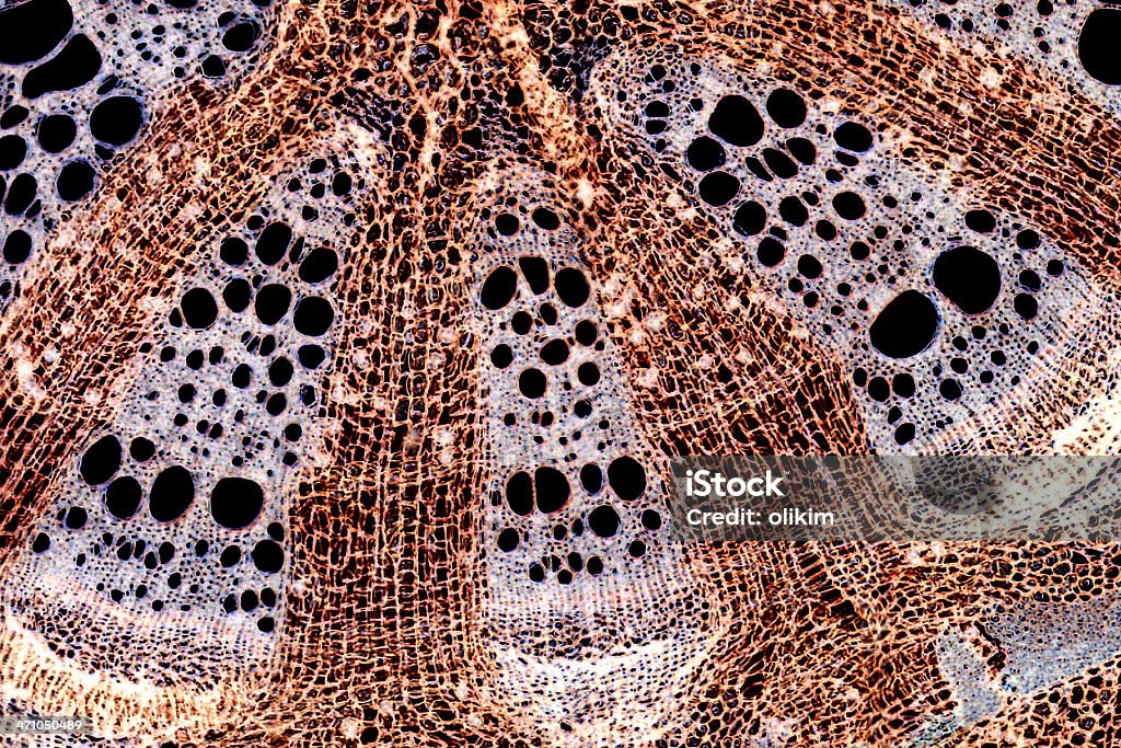Bichinhos microscópicos imagem: stem seção transversal - Foto de stock de Xilema royalty-free