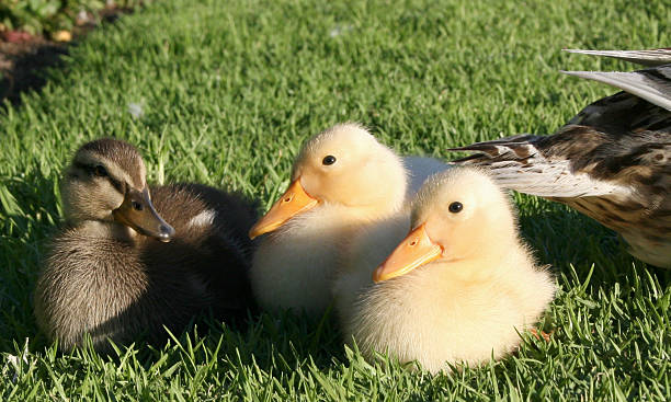 Ducks in conversation stock photo