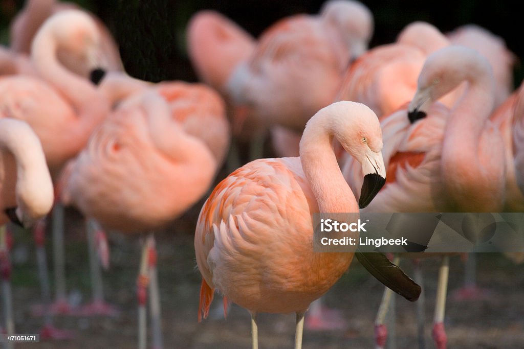 Flamingo - Lizenzfrei Anmut Stock-Foto