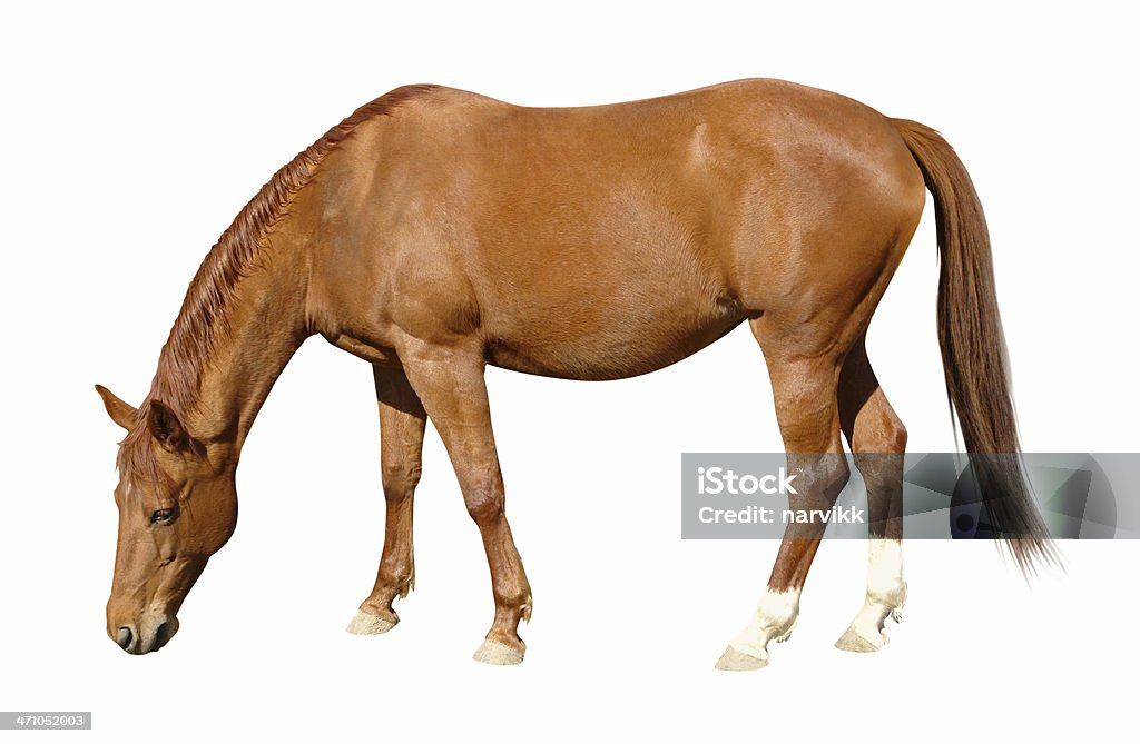 Grazing cavalo marrom - Foto de stock de Cavalo - Família do cavalo royalty-free