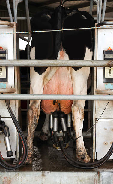 One cow getting her afternoon milk on rotary milking machine stock photo