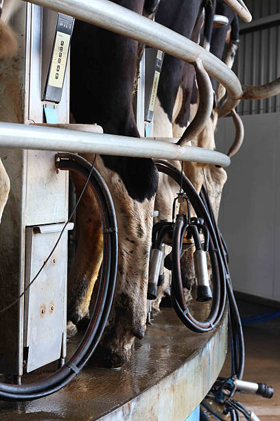 istock Rotary Milking Station on dairy farm 471052188