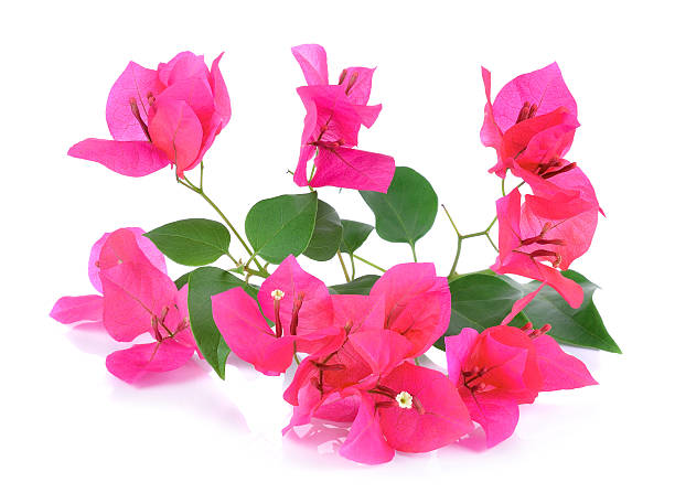 istock Pink Bougainvillea flowers isolated on white background 471052204