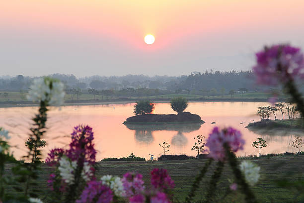 istock tea plantation at Chiang Rai 471052248