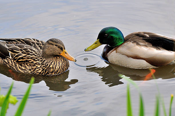 istock pair of mallard ducks 471052508