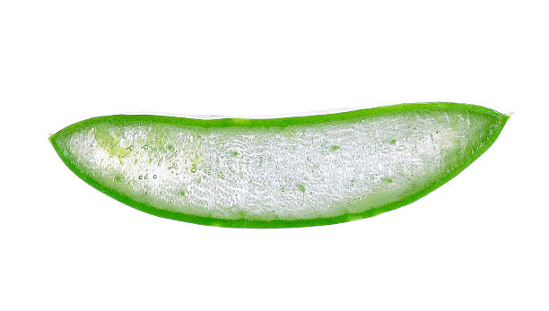 istock aloe vera isolated on white background 471052672