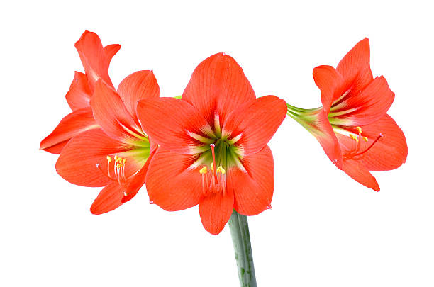 istock Red Hippeastrum isolated on white background 471052702