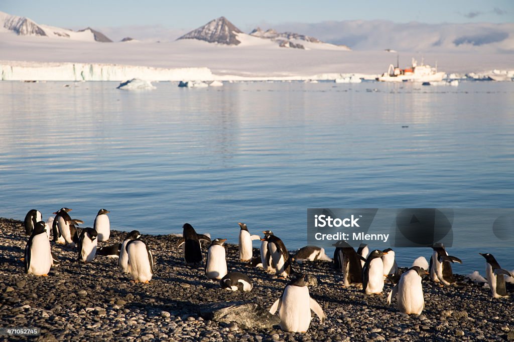 Grupo de pingüinos Antártida gentú - Foto de stock de Agua libre de derechos