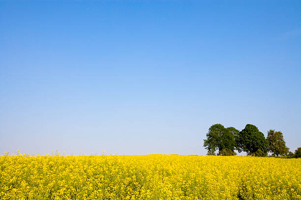 istock Beautiful Summer Canola Field 471052989