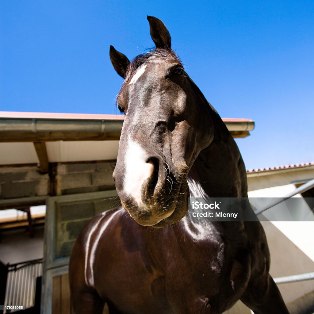 Cavalo Beleza - Royalty-free Alto-Contraste Foto de stock