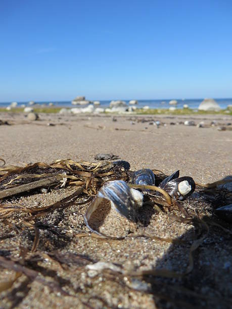 istock beach with seashells and sea grass along shore 471053104