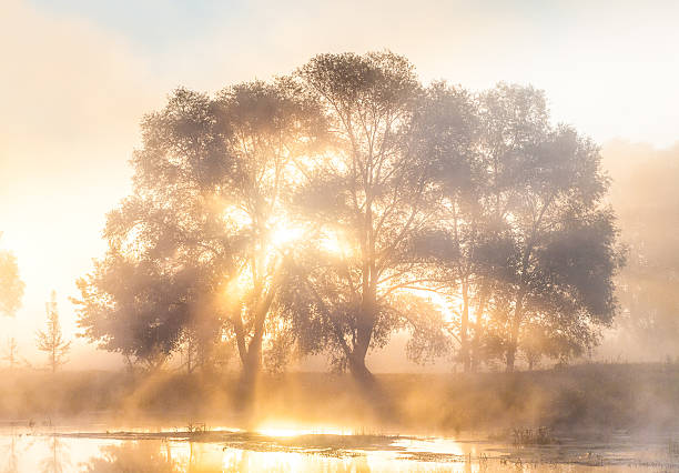 istock The rays of Sun through a fog and tree's 471053150