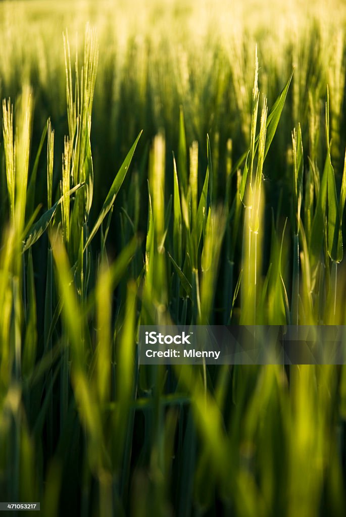 Golden Field-Detail - Lizenzfrei Agrarbetrieb Stock-Foto