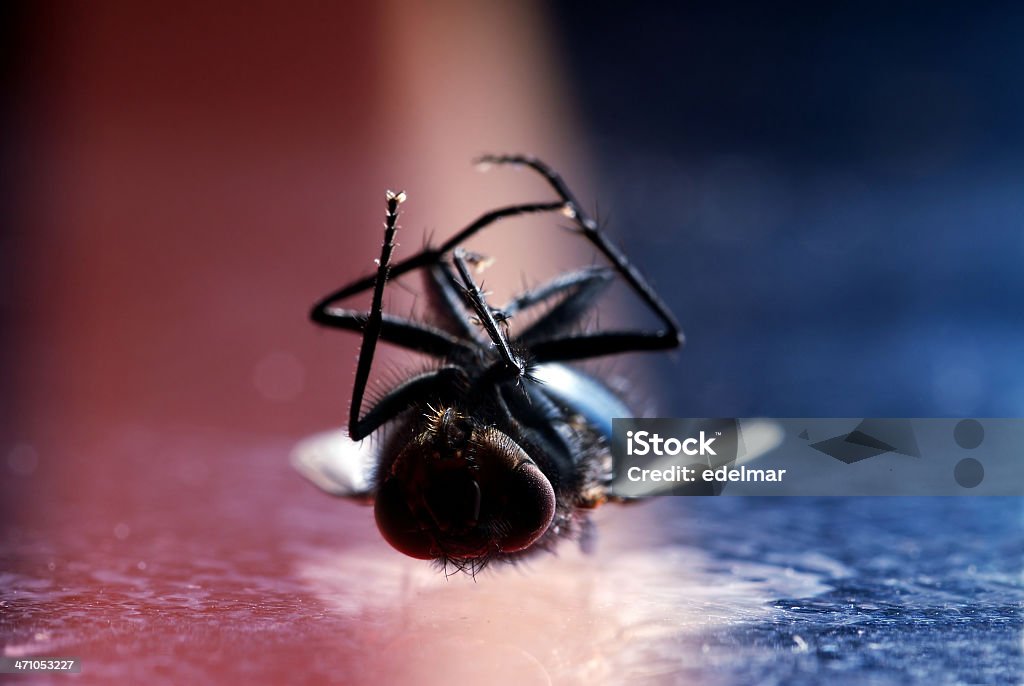 Cena do Crime - Royalty-free Animal Foto de stock