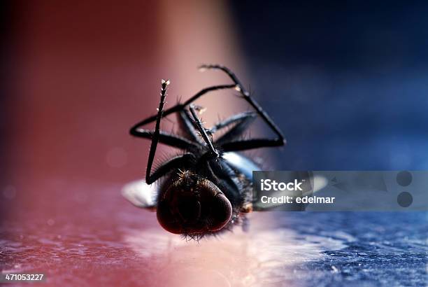 Cena Do Crime - Fotografias de stock e mais imagens de Animal - Animal, Animal morto, Asa de animal