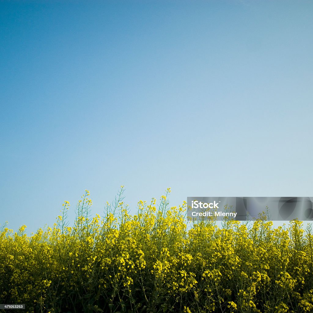 Canola bajo cielo azul - Foto de stock de Agricultura libre de derechos