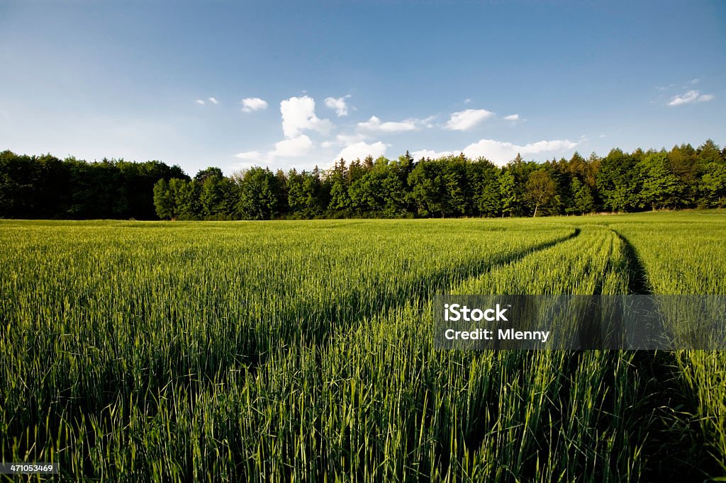 Summer Field agriculture, view over fresh green and growing barley corn crops field in early summer, beautiful lines to horizon, natural forrest in the background Agricultural Field Stock Photo