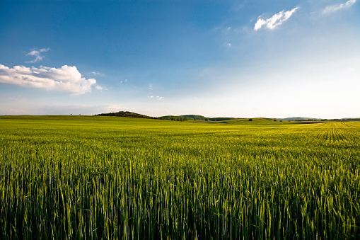 view over fresh green and growing barley corn crops field in early summer, blue summer sky with light clouds