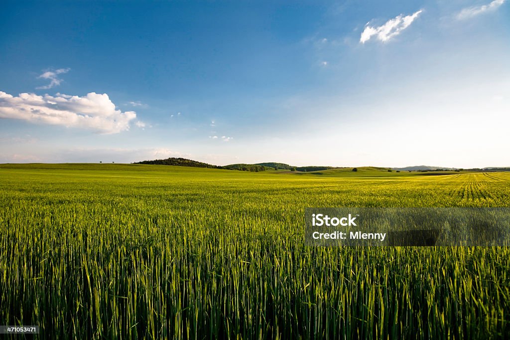 Campo de verão II - Foto de stock de Campo royalty-free