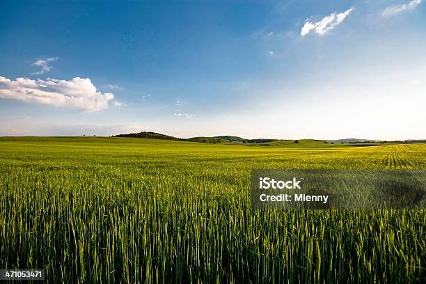 Foto de Campo De Verão Ii e mais fotos de stock de Campo - Campo, Cevada, Verde - Descrição de Cor