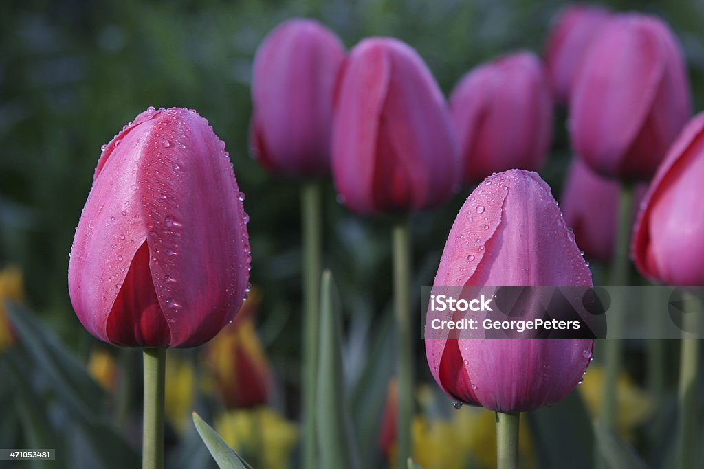 Тюльпаны, гиацинты и красновато-желтый - Стоковые фото Нарцисс жёлтый роялти-фри