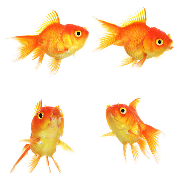 istock Set of Gold fish Isolation on the white 471053516