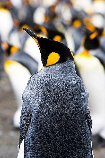 King Penguin portrait of single king penguin withing penguin colony, standing in the rain. king penguin stock pictures, royalty-free photos & images