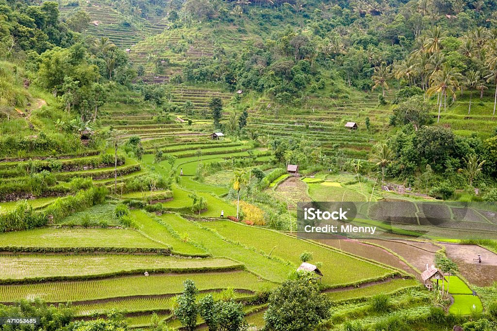 Arroz de Bali Indonésia Terraces - Royalty-free Agricultura Foto de stock