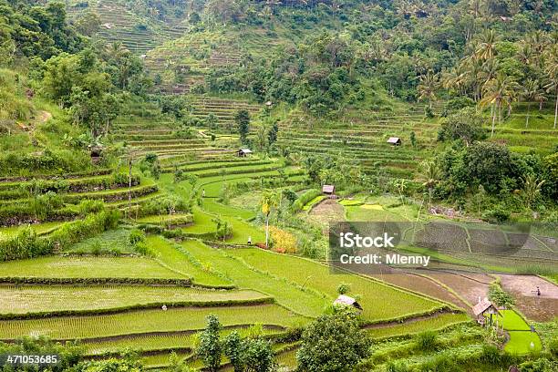 Arroz De Bali Indonésia Terraces - Fotografias de stock e mais imagens de Agricultura - Agricultura, Ajardinado, Ao Ar Livre