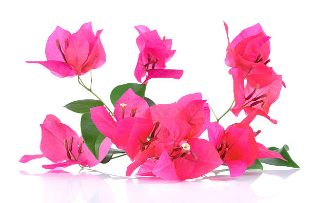 istock Pink Bougainvillea flowers isolated on white background 471053746