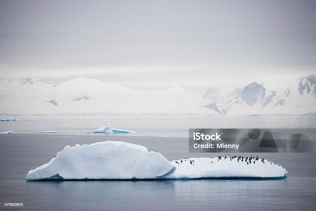 Pinguim Icebergue - Royalty-free Antártida Foto de stock