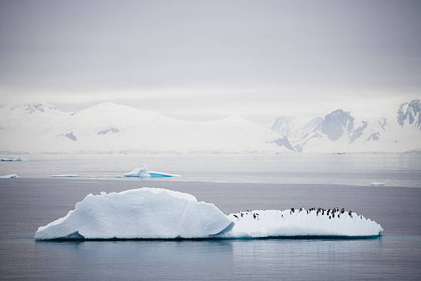 pinguim icebergue - bird black penguin gentoo penguin imagens e fotografias de stock