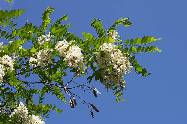 negro locust tree blossom contra el cielo azul - locust tree black robinia fotografías e imágenes de stock