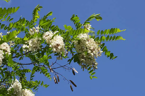 Hanging blooms of a Black Locust Tree, Robinia pseudoacacia, otherwise known as the false acacia. It is a North American tree first known in Europe in the garden of Jean Robin, herbalist to the King of France. Robinia was introduced to Britain in the 1630s, and in a classic work, 'Sylva', published in 1664, it is written that 'They thrive well in His Majesty's new plantation in St. James's Park.' This tree was much promoted by William Cobbett following his visit to the New Country in the 1800s.